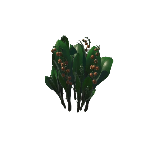 Flower_Convallaria majalis2